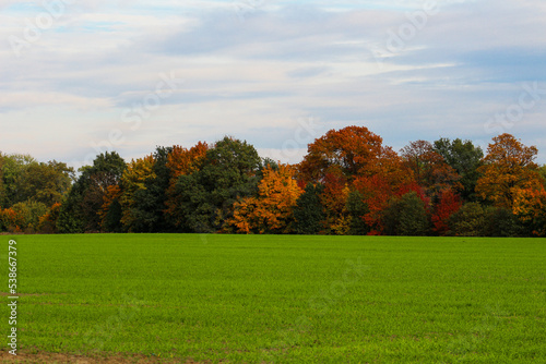 Autumn gold-brown colors on a background of green grass