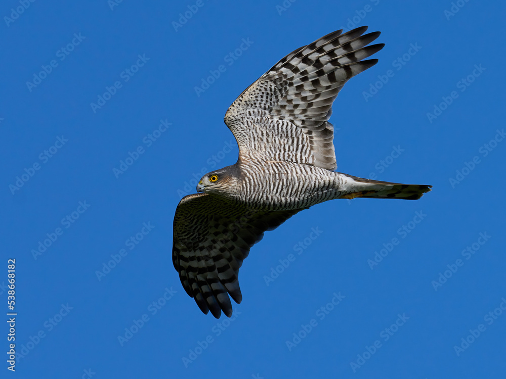 Fototapeta premium Eurasian sparrowhawk (Accipiter nisus)