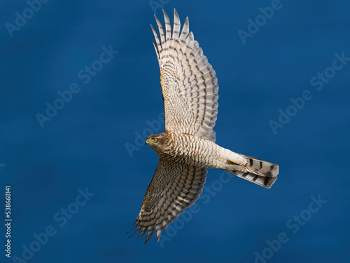 Eurasian sparrowhawk  Accipiter nisus 