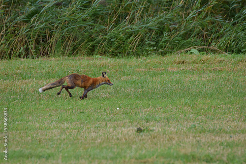 Fototapeta Naklejka Na Ścianę i Meble -  The red fox runs against the background of reeds.