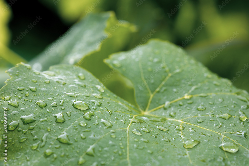 Raindrops on a grape leaf. Macro Raindrops on a grape leaf. Macro
