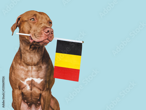 Charming, adorable puppy with the national flag of Belgium. Closeup, indoors. Studio shot. Congratulations for family, loved ones, relatives, friends and colleagues. Pet care concept