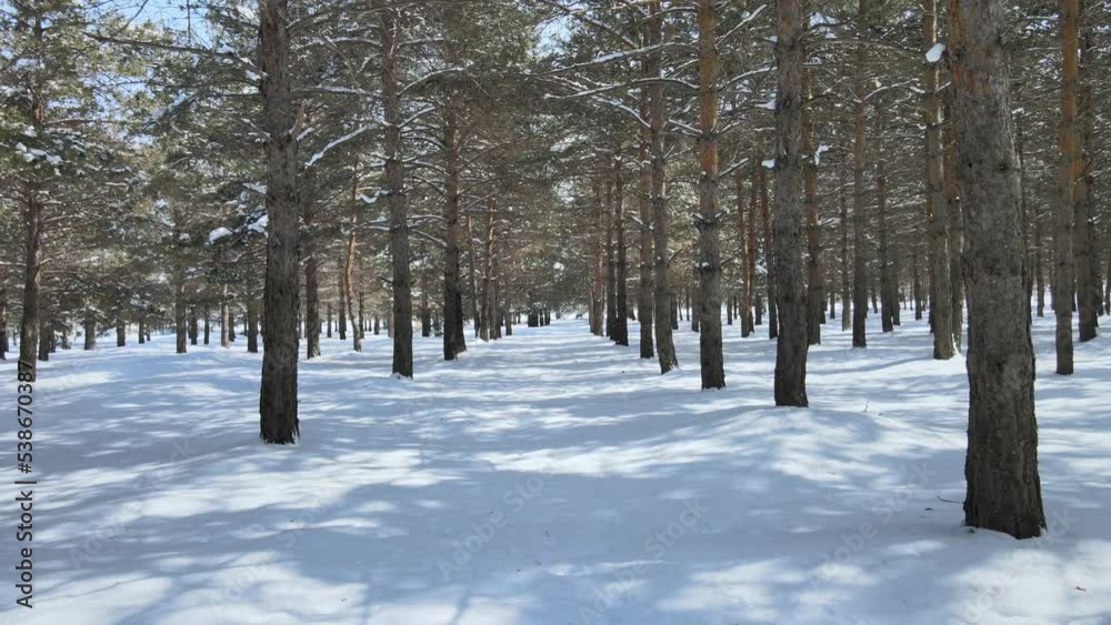 snow covered trees in winter snow covered trees in winter