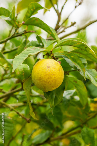 Ripe yellow lemon with disease spots on the peel on a fruit tree branch