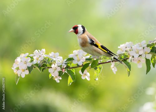 Fotografia, Obraz Bird sitting on a branch of blossom apple tree