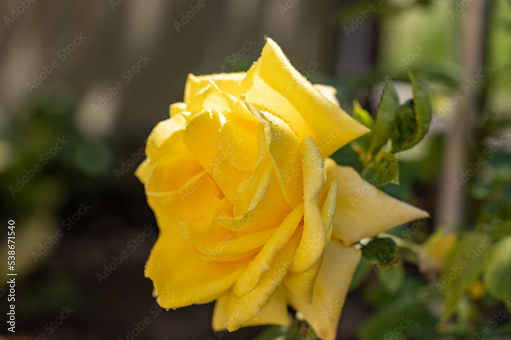 Beautiful pink rose in autumn garden with amazing evening sunny backlight with amazing evening sunny light Beautiful pink rose in autumn garden with amazing evening sunny backlight with amazing evening sunny light