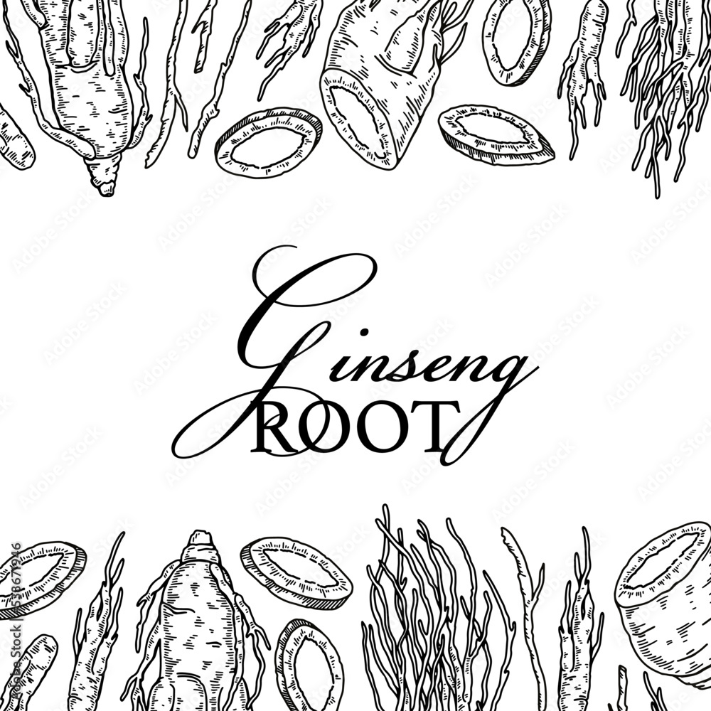 Ginseng square design. Hand drawn botanical vector illustration in sketch style. Can be used for packaging, label, badge. Herbal medicine background