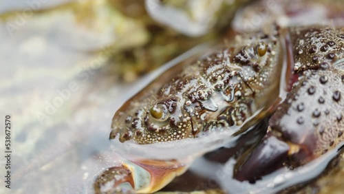 A spiny sea crab in the water moves its small claws at its mouth. Close-up. photo