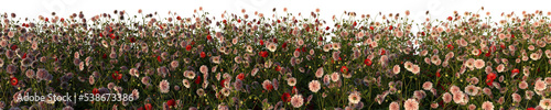 Fotografija 3d rendered of a flower field