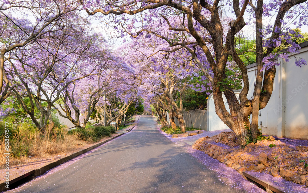 Jacaranda Trees align many avenues in Johannesburg between October and November each year, displaying brilliant purple colours