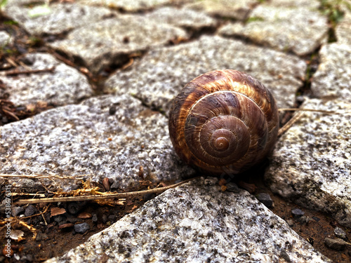 Brown snail on road