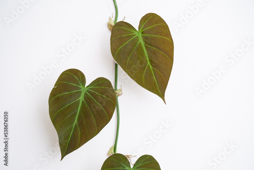 Philodendron Micans leaf close up in isolated white background. Philodendron Micans grows by climbing up the wall.