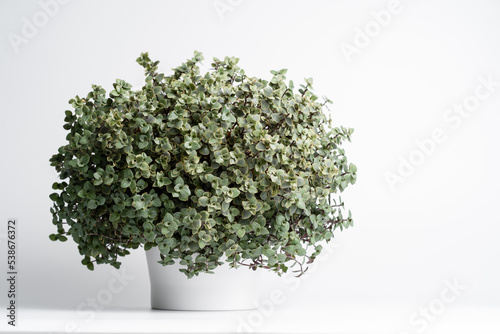 Bushy Callisia repens in ceramic pots in isolated white background. Creeping inchplant, Bolivian Jew, Turtle Vein, Succulent creeping plant. photo