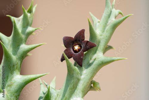 Orbea Hesperidum flower blooming close up with isolated blur background. Orbea succulent star shape flower. photo