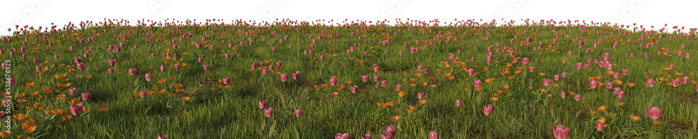 Fototapeta premium grass & flowers in isolated background 3d rendered