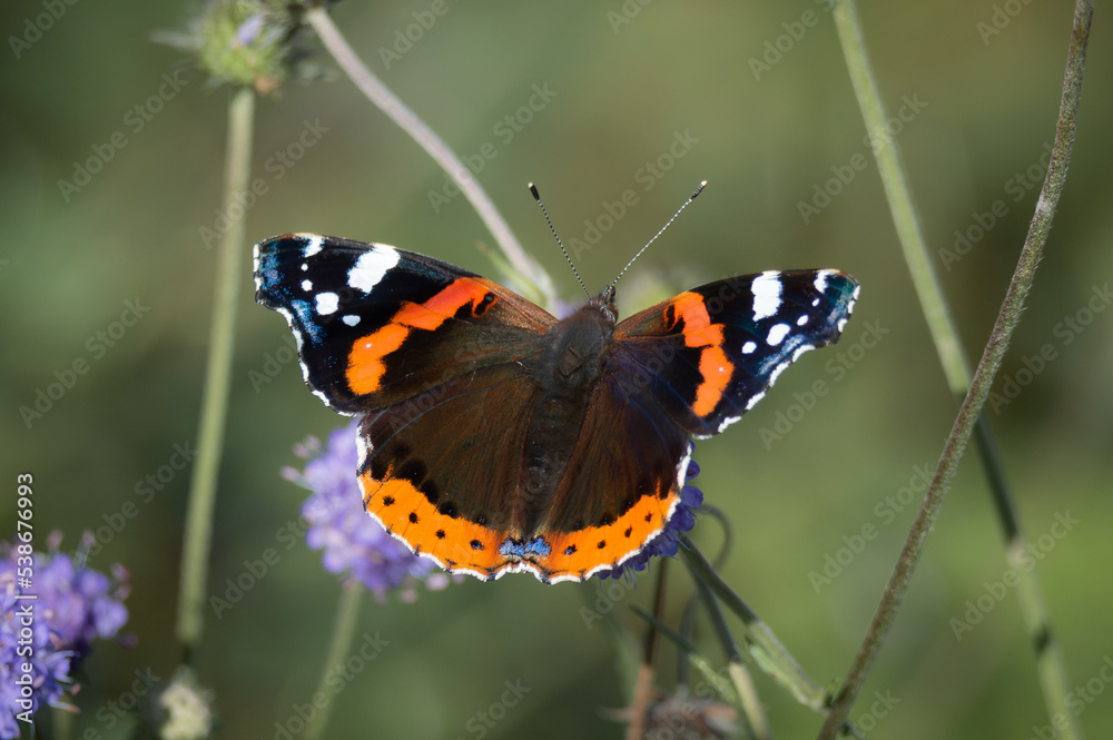Red Admiral butterfly with its wings wide open Red Admiral butterfly with its wings wide open