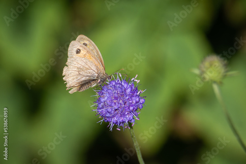 Meadow Brown butterfly looking tatty on a Devil's-bit scabious