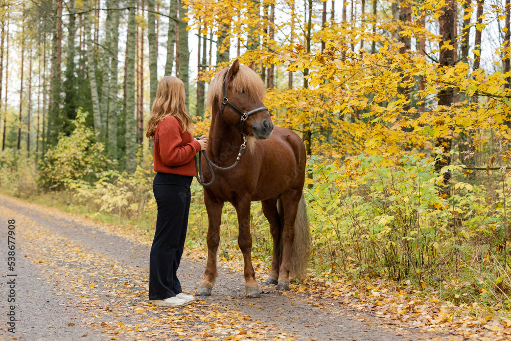 Young female equestrian posing with Icelandic horse in in autumn scenery Young female equestrian posing with Icelandic horse in in autumn scenery
