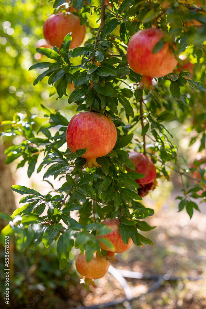 Pomegranate fruit hanging and maturing on branch of pomegranate tree. Punica granatum.