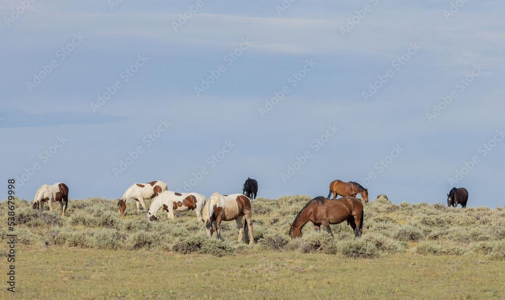 Beautiful Wild Horses in Summer in the Wyoming Desert Beautiful Wild Horses in Summer in the Wyoming Desert