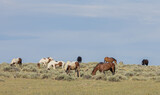 Beautiful Wild Horses in Summer in the Wyoming Desert