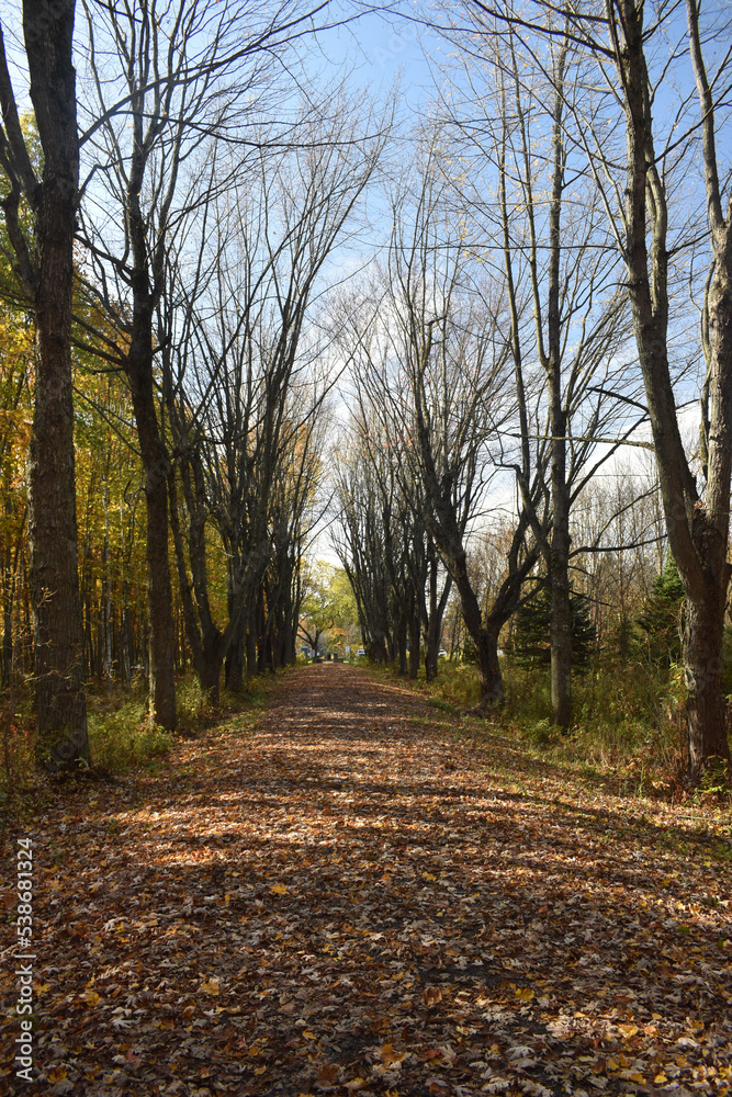 Obraz premium Forêt Drummond 16 Octobre 2022