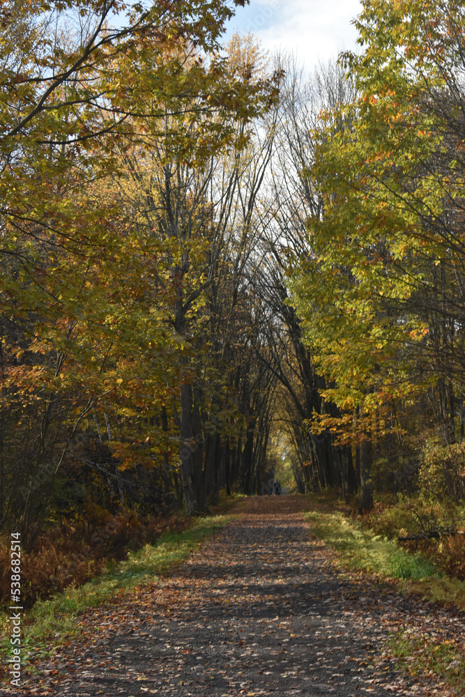 Forêt Drummond 16 Octobre 2022