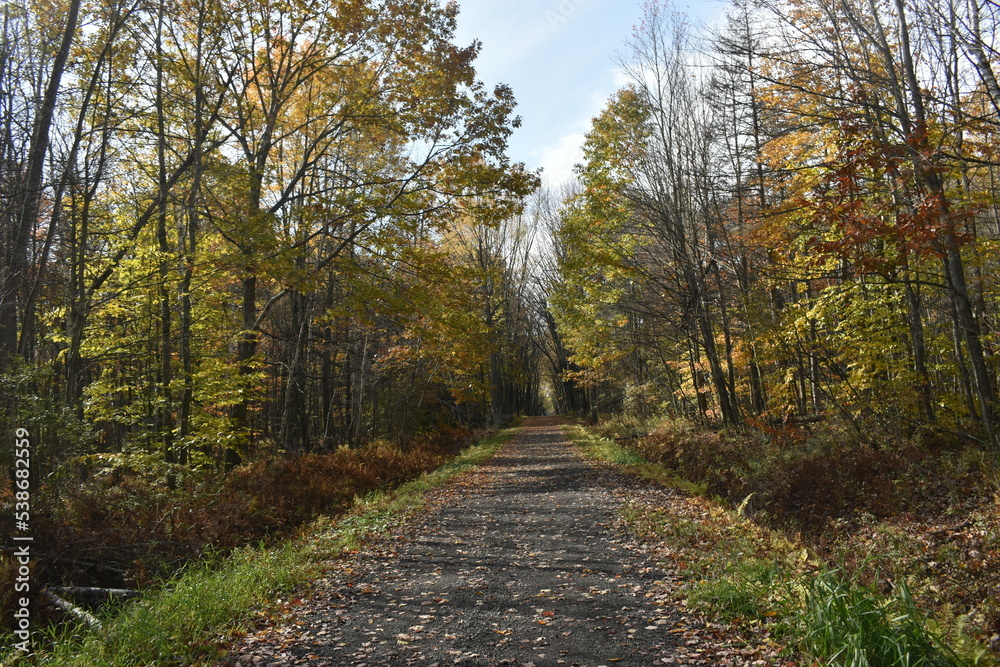 Forêt Drummond 16 Octobre 2022