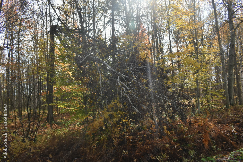 Fototapeta premium Forêt Drummond 16 Octobre 2022