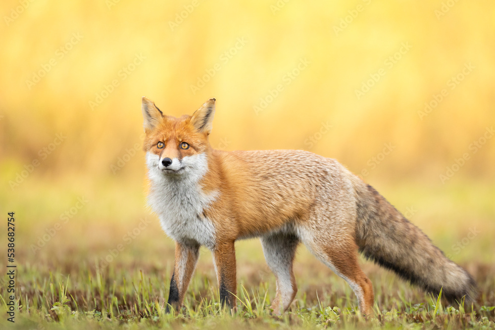 Fox Vulpes vulpes in autumn scenery, Poland Europe, animal walking among autumn meadow in orange background	