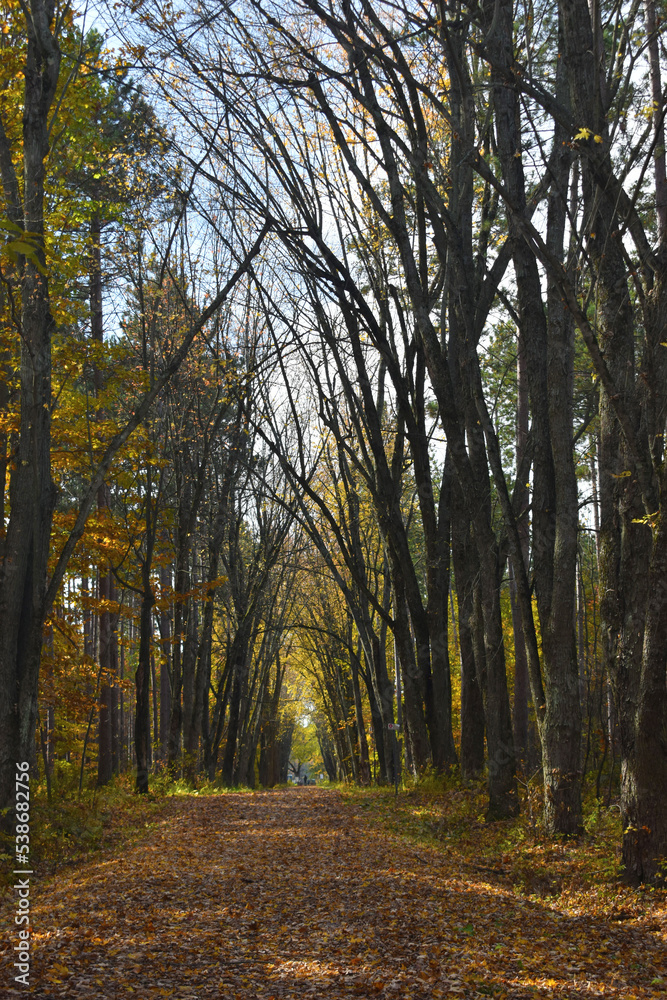 Forêt Drummond 16 Octobre 2022