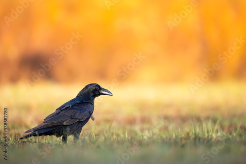 beautiful raven Corvus corax walking in autumn meadow  amazing orange background  warm light North Poland Europe
