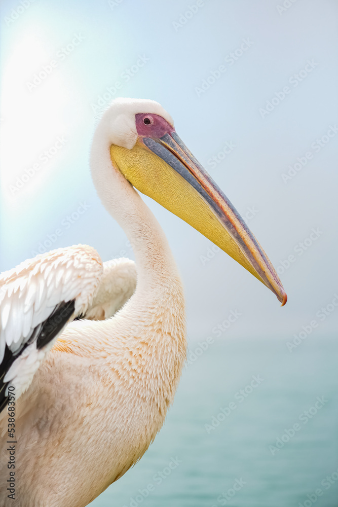 Great White Pelican, portrait of the head, close-up. Great White Pelican, portrait of the head, close-up.