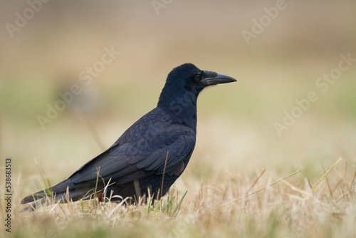 Bird Rook corvus frugilegus landing, black bird in autumn time, Poland Europe © Marcin Perkowski