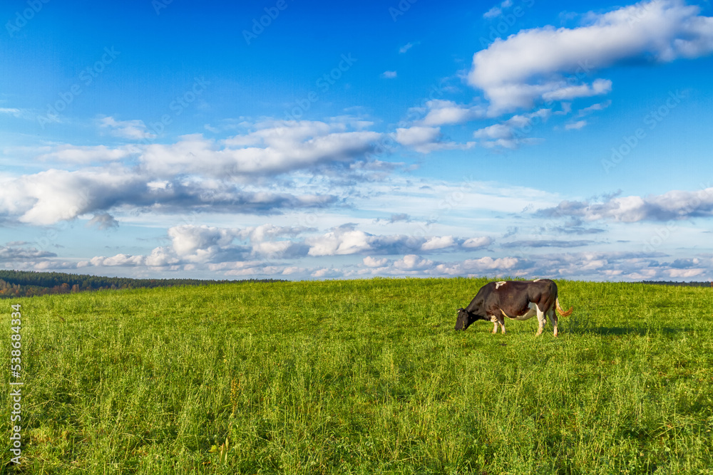 Landscape - pasture with cows, North Eastern part of Poland Europe, day in meadow , green gras, blue sky with amazing clouds