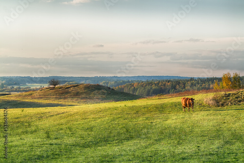 Landscape - pasture with cows, North Eastern part of Poland Europe, day in meadow , green gras, blue sky with amazing clouds