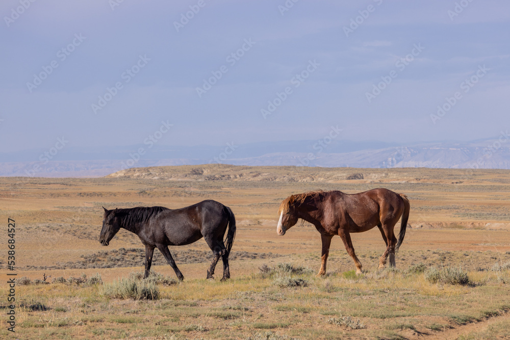 Beautiful Wild Horses in Summer in the Wyoming Desert Beautiful Wild Horses in Summer in the Wyoming Desert
