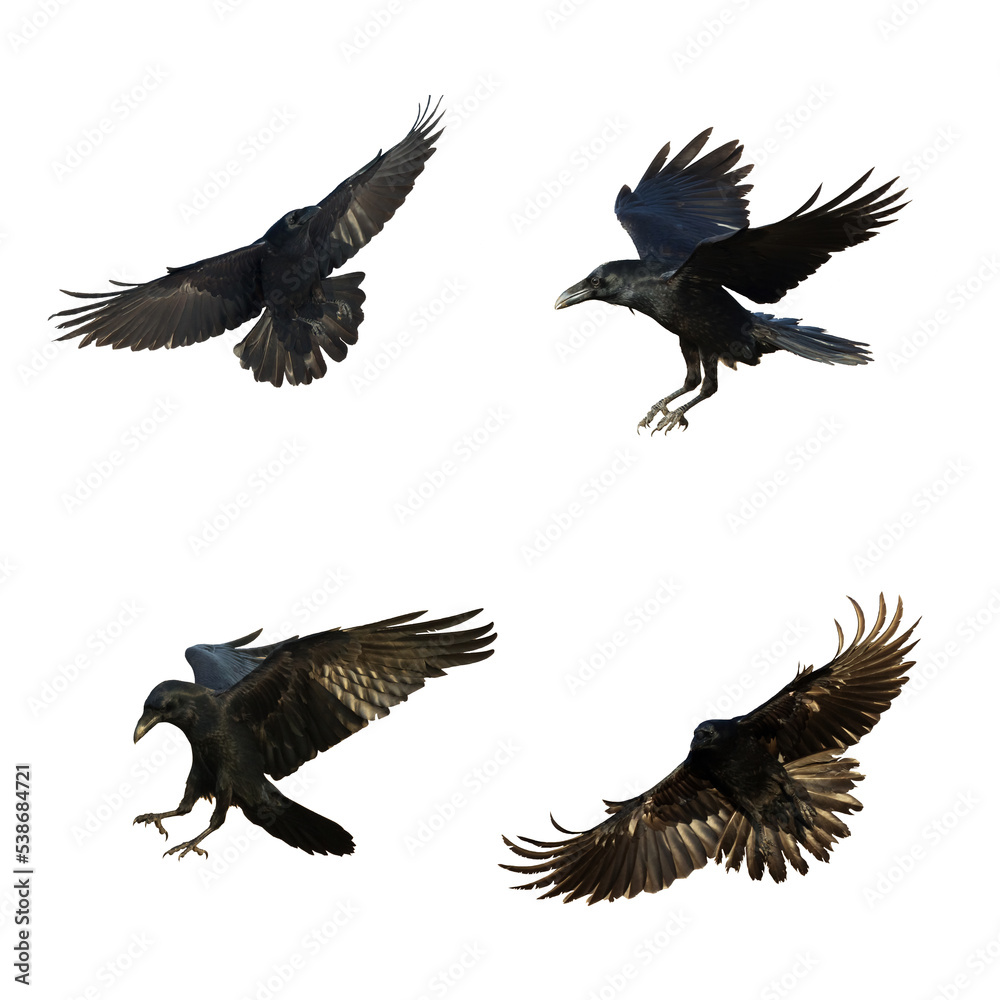 Obraz premium Birds flying ravens isolated on white background Corvus corax. Halloween - mix four birds 