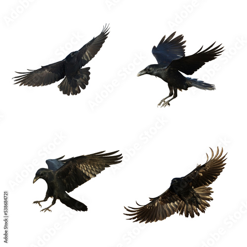Birds flying ravens isolated on white background Corvus corax. Halloween - mix four birds 