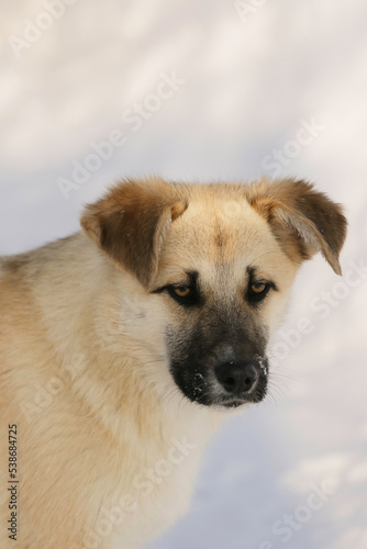 stray dog in winter