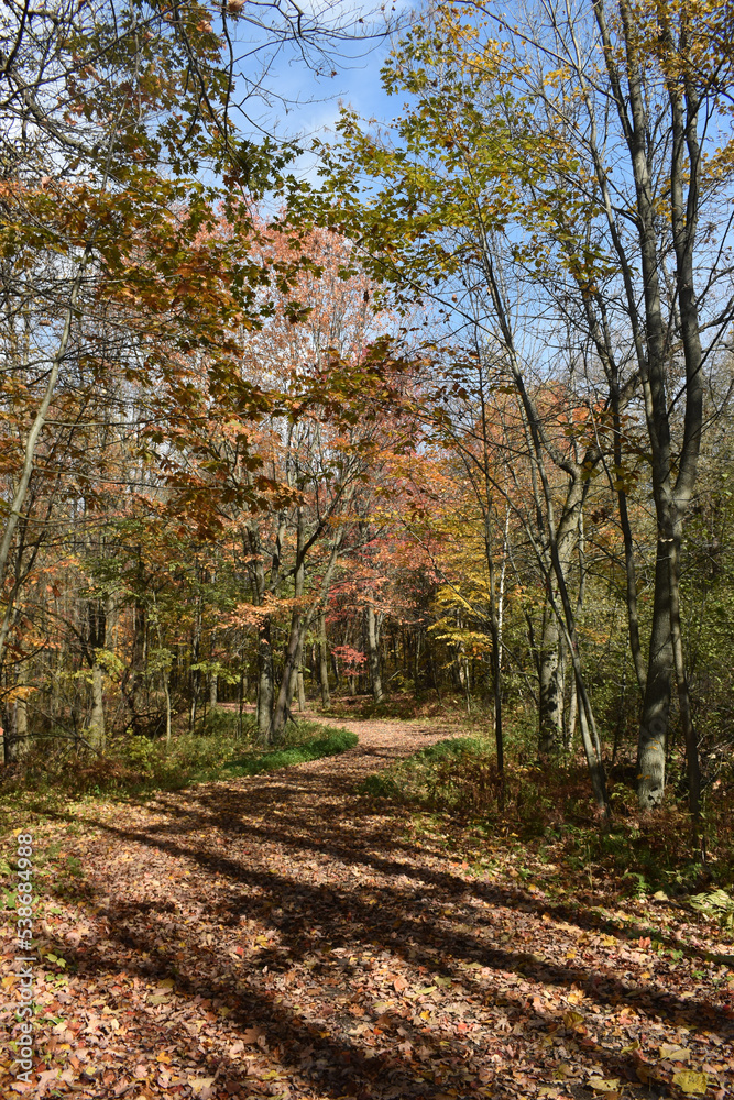 Obraz premium Forêt Drummond 16 Octobre 2022