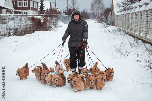 woman walking with a pack of dogs on leashes