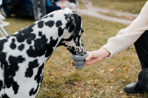 A dog receiving a drink of water while out on a long walk.