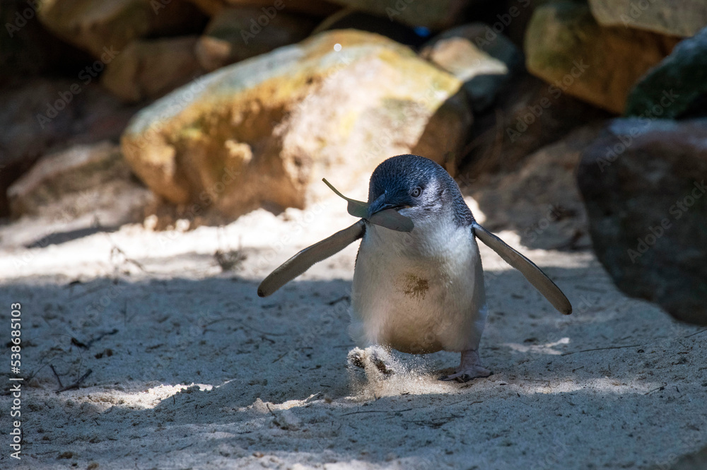 Fototapeta premium Little Blue Penguin (Eudyptula minor)