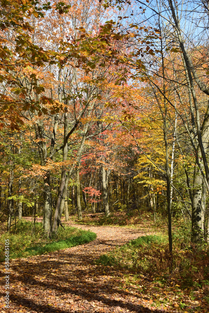 Forêt Drummond 16 Octobre 2022