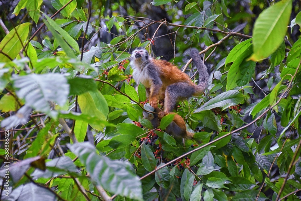 Spider Monkey, Ateles Geoffroi, mother and baby endangered, in tropical jungle trees of Costa Rica. America. Spider Monkey, Ateles Geoffroi, mother and baby endangered, in tropical jungle trees of Costa Rica. America.