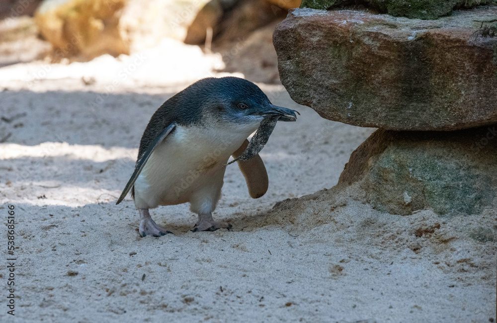 Naklejka premium Little Blue Penguin (Eudyptula minor)