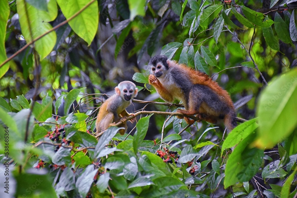Spider Monkey, Ateles Geoffroi, mother and baby endangered, in tropical ...
