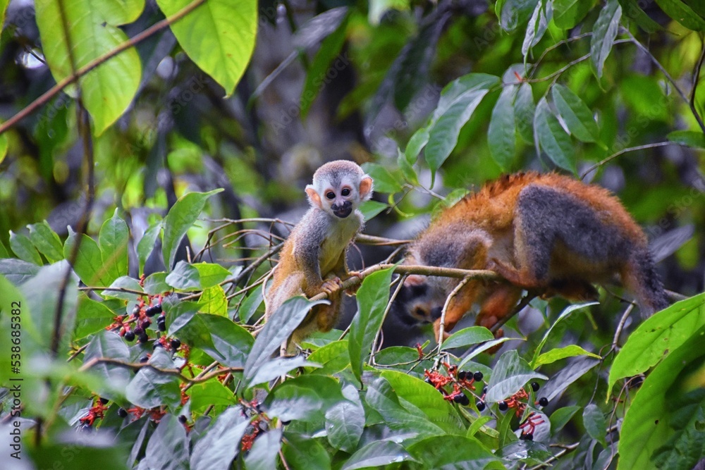 Obraz premium Spider Monkey, Ateles Geoffroi, mother and baby endangered, in tropical jungle trees of Costa Rica. America.