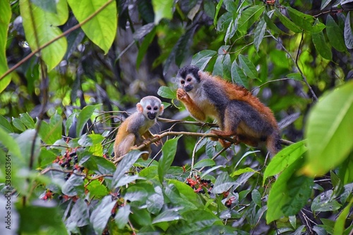 Spider Monkey, Ateles Geoffroi, mother and baby endangered, in tropical jungle trees of Costa Rica. America.